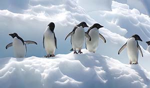 пингвины.jpg